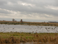 RSPB Buckenham and Cantley Marshes